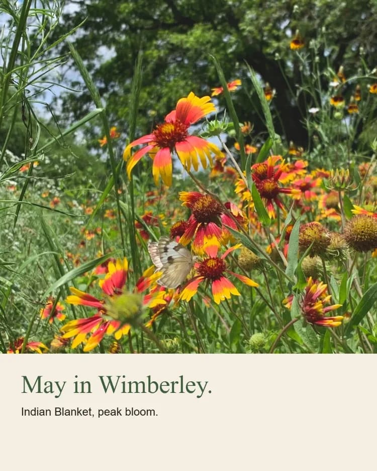 Wayside Wimberley · Texas wildflowers